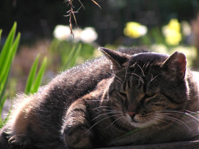 kater_tom_april05.jpg