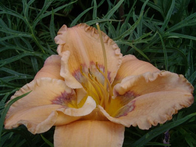 IMGP1057.JPG