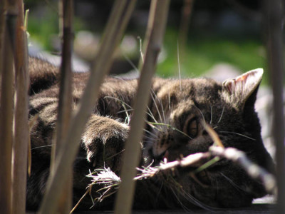 kater_tom_april06.jpg
