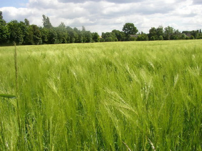 Feld.jpg