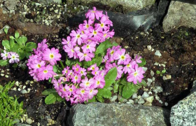 Primula_warshenewskyana_2006-04-24.JPG