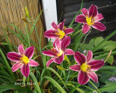 IMGP0914 b.jpg