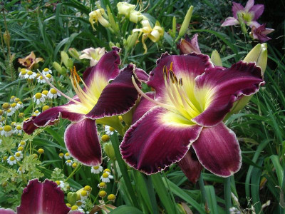 IMGP0828.JPG