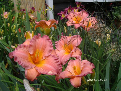 IMGP0848.JPG
