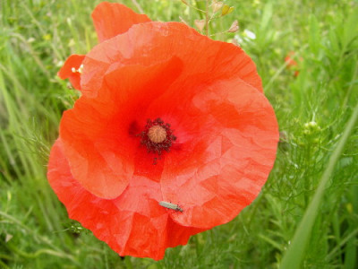 Klatschmohn1.jpg