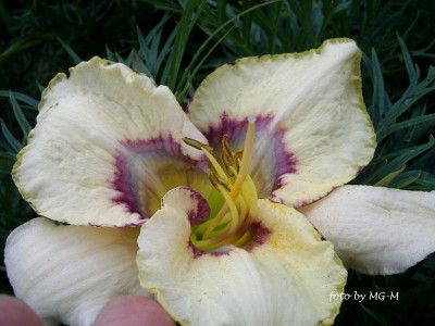 IMGP1069 b.jpg