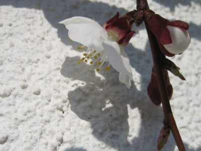 IMG_0844mar..jpg