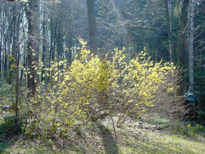 Waldgarten.jpg
