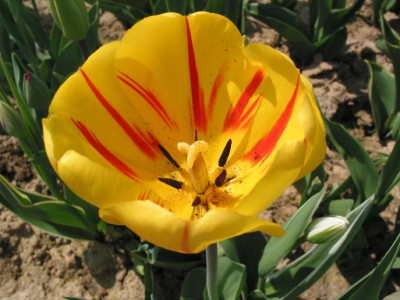 TULP_IX.jpg