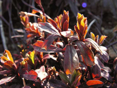 Euphorbia_amygdaloides2.jpg