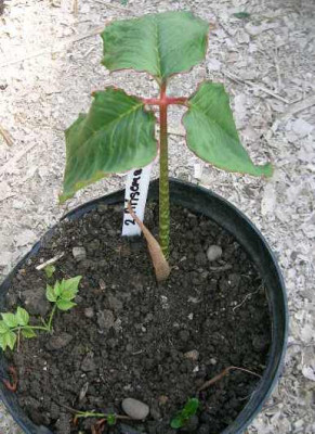 Arisema_candidissimum_vpotz.jpg