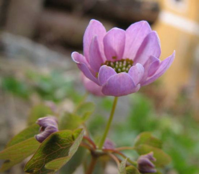 anemonella_thalictroides_rosa.jpg