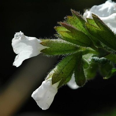 Pulmonaria_1_23-04-2006.jpg
