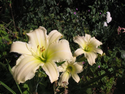 IMG_8000_radiant moonbeam.JPG