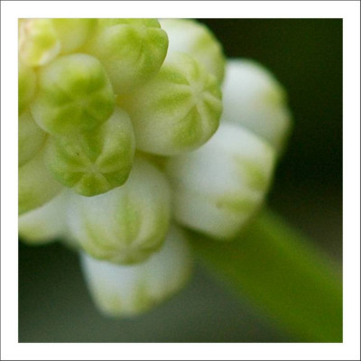 Muscari_Alba_1_23-04-2006.jpg