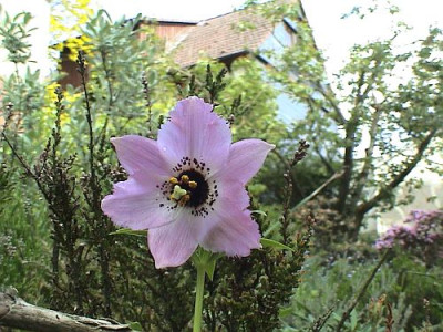 Nomocharis_aperta.jpg