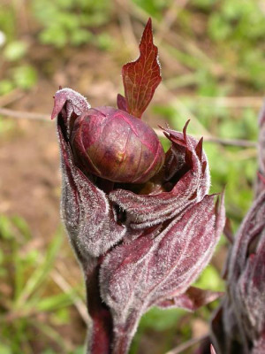 paeonia_mai_fleuri1_g.jpg