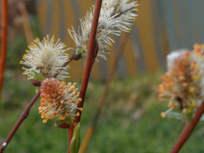 salix_repens_katzchen.jpg