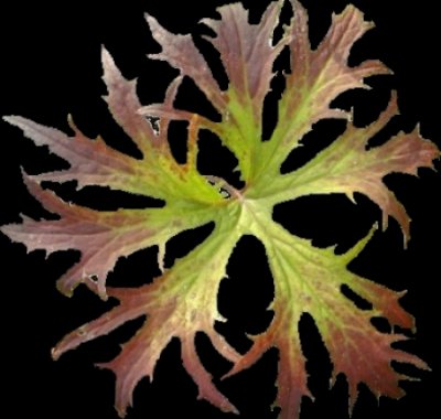 Ligularia_Blatt_bearbeitet.jpg