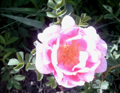 Ro.pimBicolor.jpg