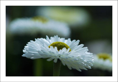 Bellis_2_23-04-2006.jpg