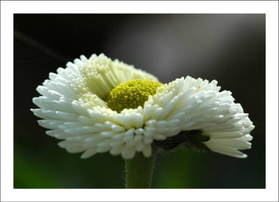 Bellis_1_23-04-2006.jpg