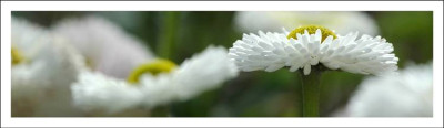 Bellis_4_23-04-2006.jpg