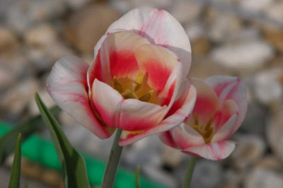 DSCN5321a.jpg
