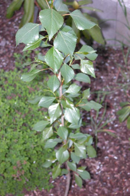 DSCN5332a.jpg