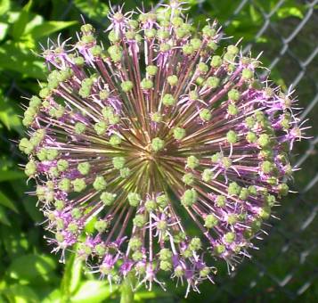 20040522_allium_christophii.jpg