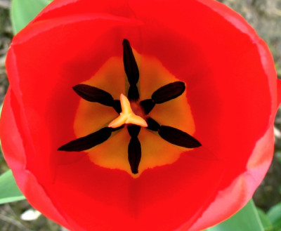 Tulpenmandala.jpg