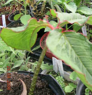 arisema__......jpg