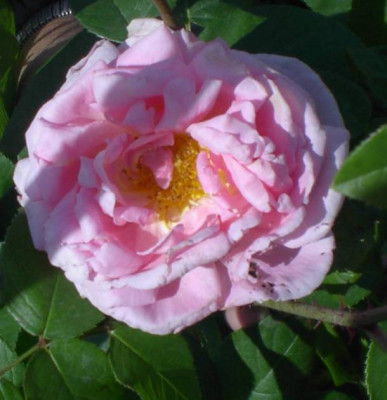 20040522_constanze_spry.jpg