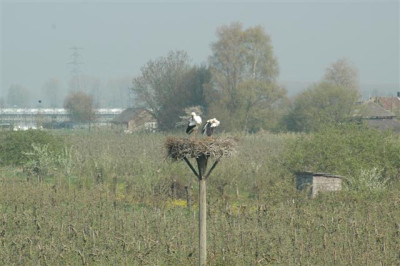 2006H067_Small.JPG