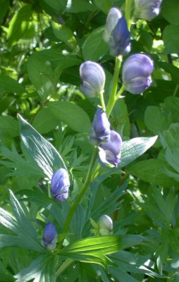 20040522_aconitum_napellus.jpg