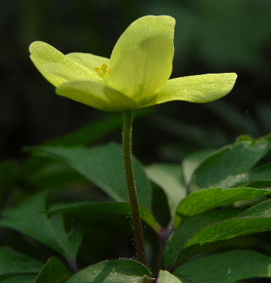 Anemone_seemannii.JPG