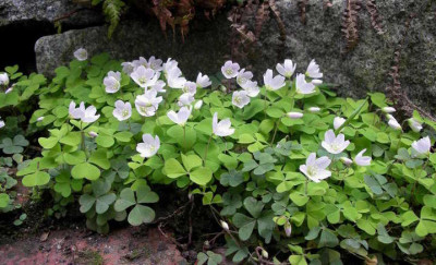 Oxalis_acetosella_2006-04-25.JPG