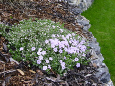 polsterphlox.JPG