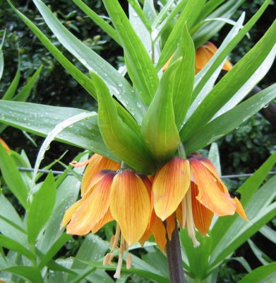 Frittilaria_imperalis_20060424.jpg