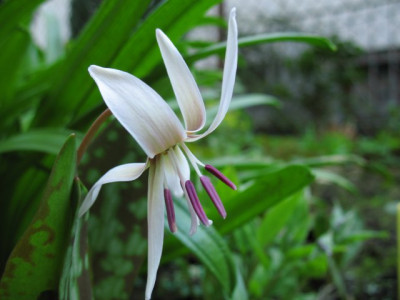 E_White_Splendor01k.jpg