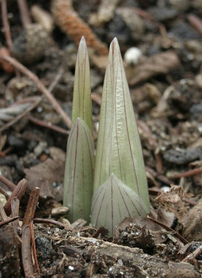 IMG_1199_eDisporum_megalanthum_Austrieb.JPG