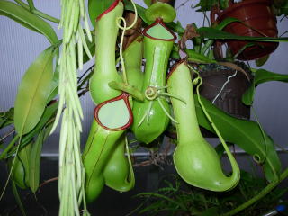 DSCN0034.jpg