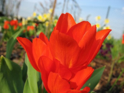 TulpenJPG.jpg