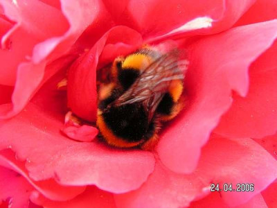 hummel01.jpg