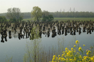 2006H100_Medium.JPG