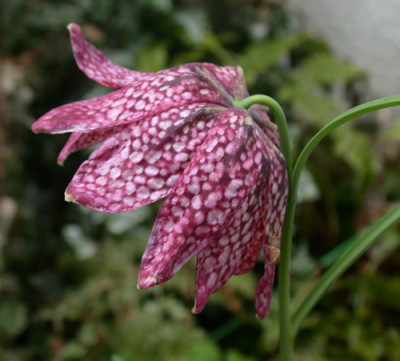 Schachbrettblume_I_25086_92.jpg