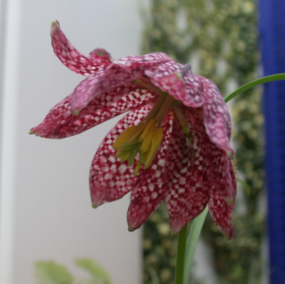 Schachbrettblume_I_25089_94.jpg