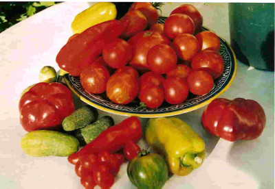 Tomatenvielfalt.jpg
