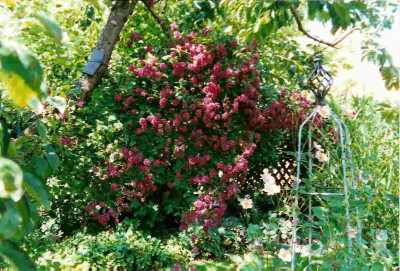 Clematis_vit.purpurea_plena_elegans.jpg