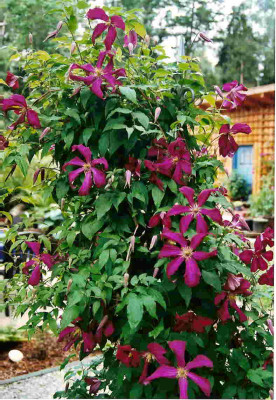 Clematis_vit.Mme_Julia_Corevon.jpg